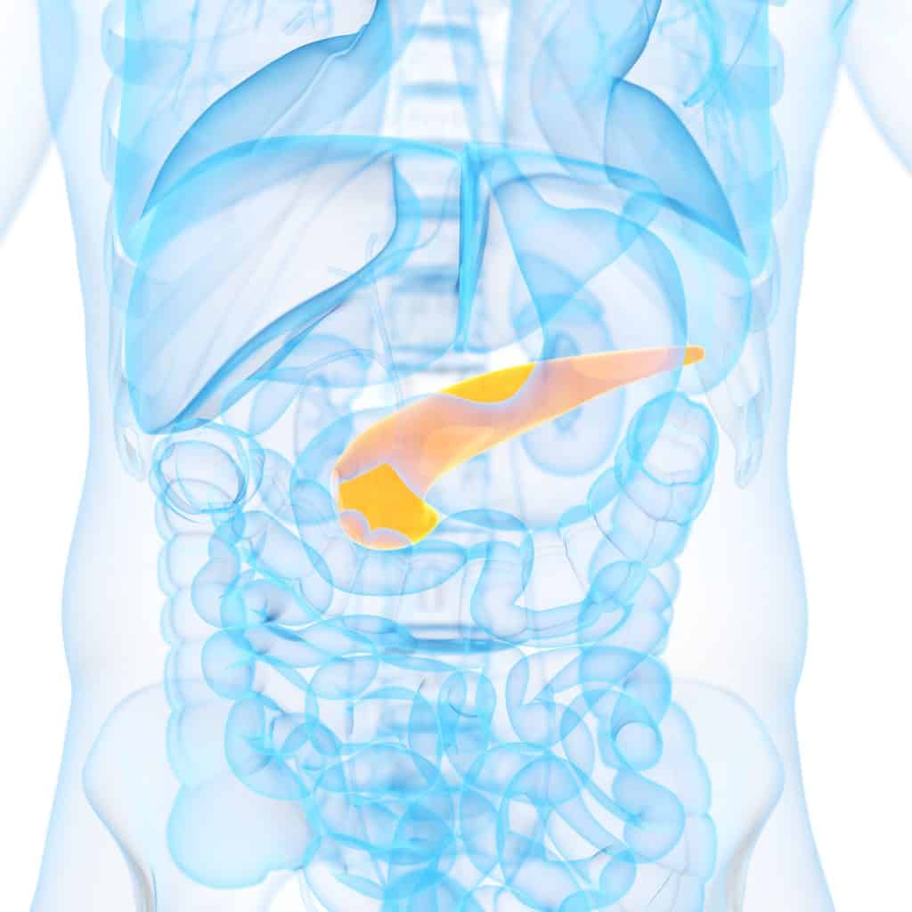 Does the Pancreas Produce Insulin